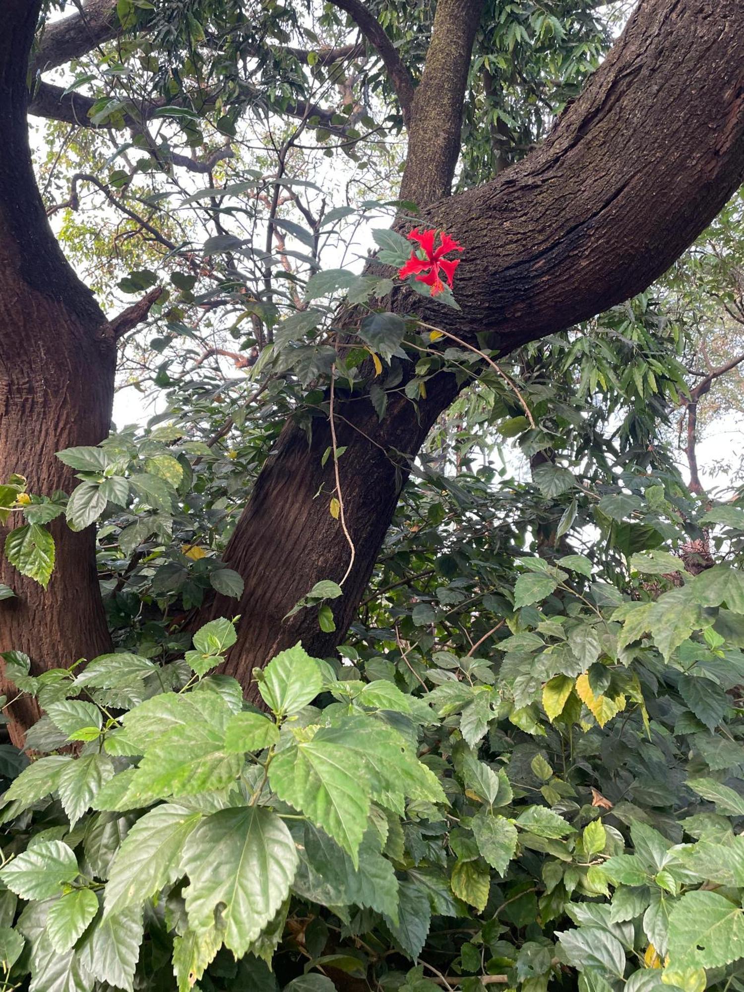The Imperial Heritage II 2 Minutes From Station And Market II Deluxe Ac Rooms II Lonavala Exteriör bild